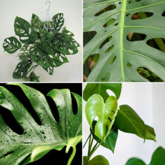 Monstera Uprawa Podlewanie Przesadzanie Monstera Deliciosa