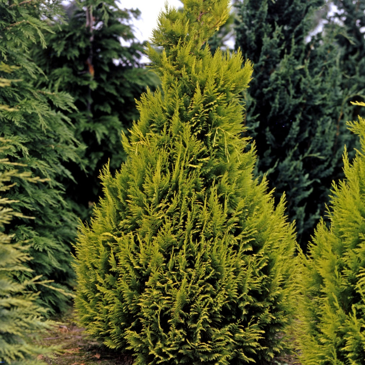 Żywotnik zachodni Sunkist Thuja occidentalis Maria opis wygląd