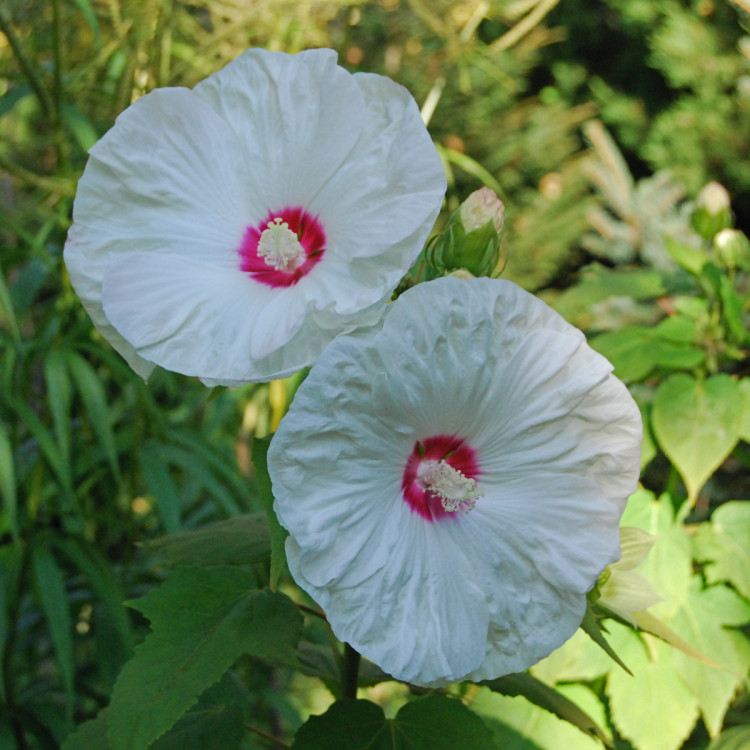 Ketmia Bylinowa Hibiskus Bagienny Hibiscus Moscheutos Opis