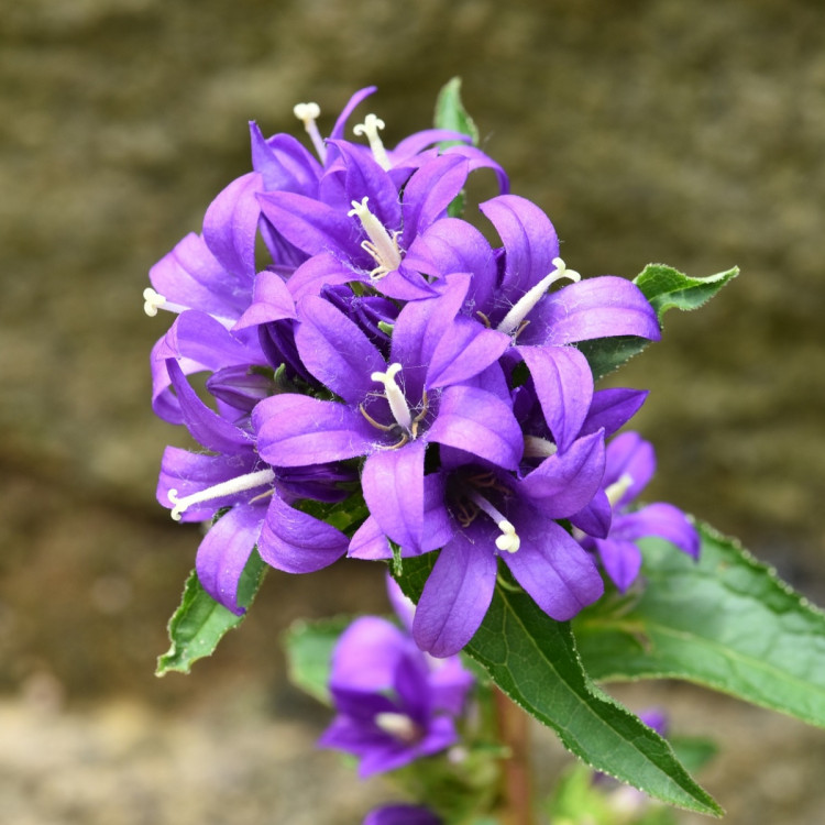 Dzwonek Skupiony Campanula Glomerata Opis Wygl D Wymagania