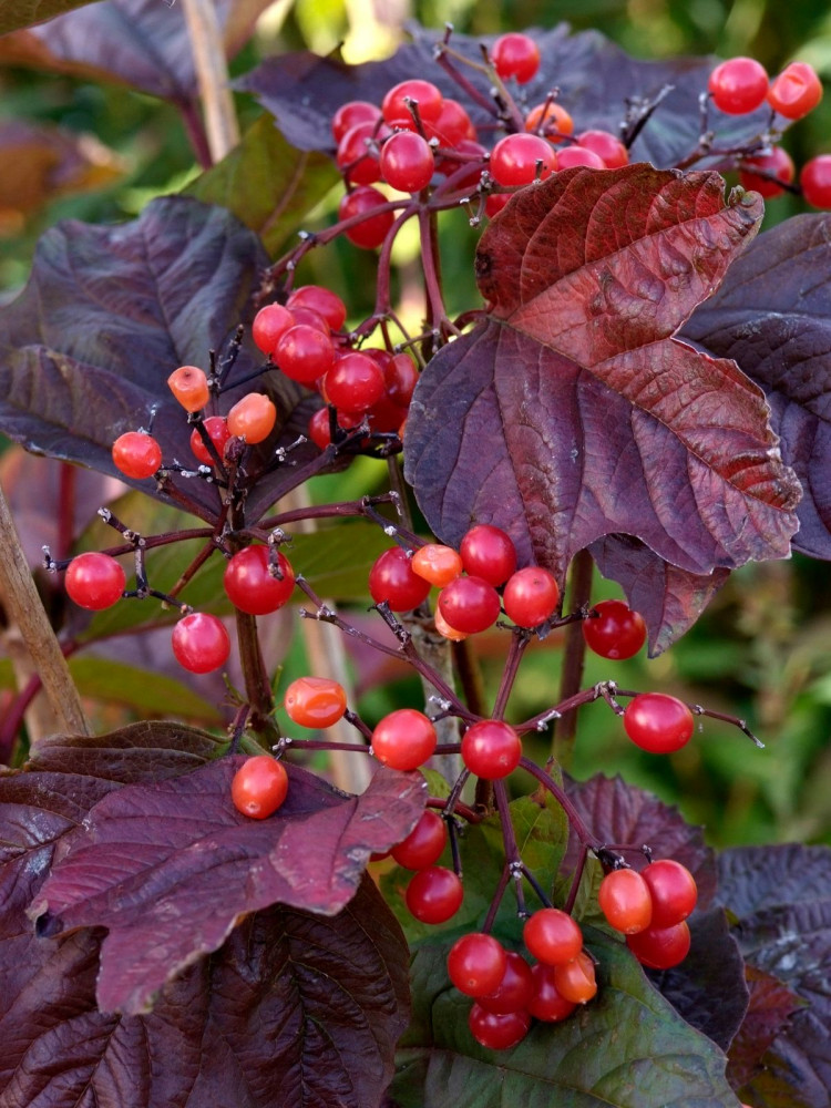 Kalina amerykańska Viburnum trilobum opis wygląd wymagania