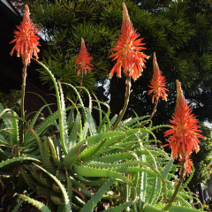 Aloes Drzewiasty Aloe Arborescens Wygl D Wymagania Warunki