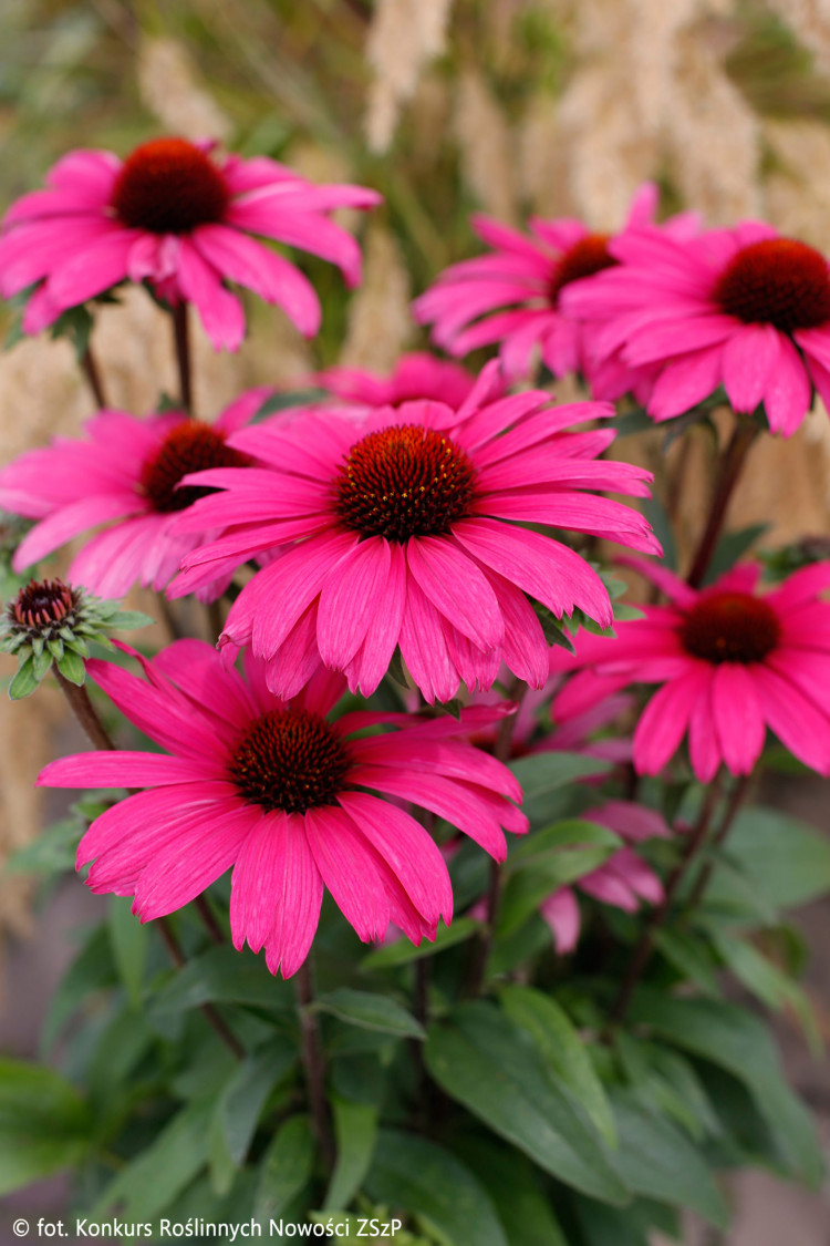 Jeżówka Sensation Wild Romance Echinacea opis wygląd wymagania