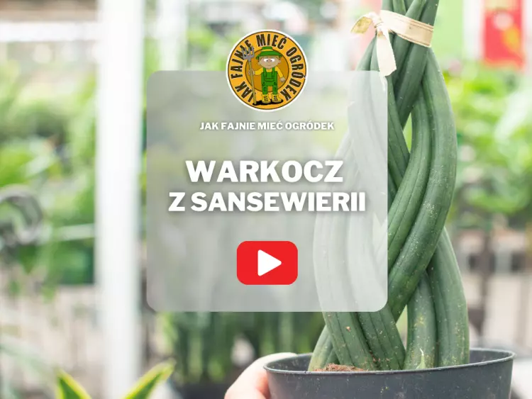 Zaskocz wszystkich Zapleć warkocz z sansewierii Jak to zrobić