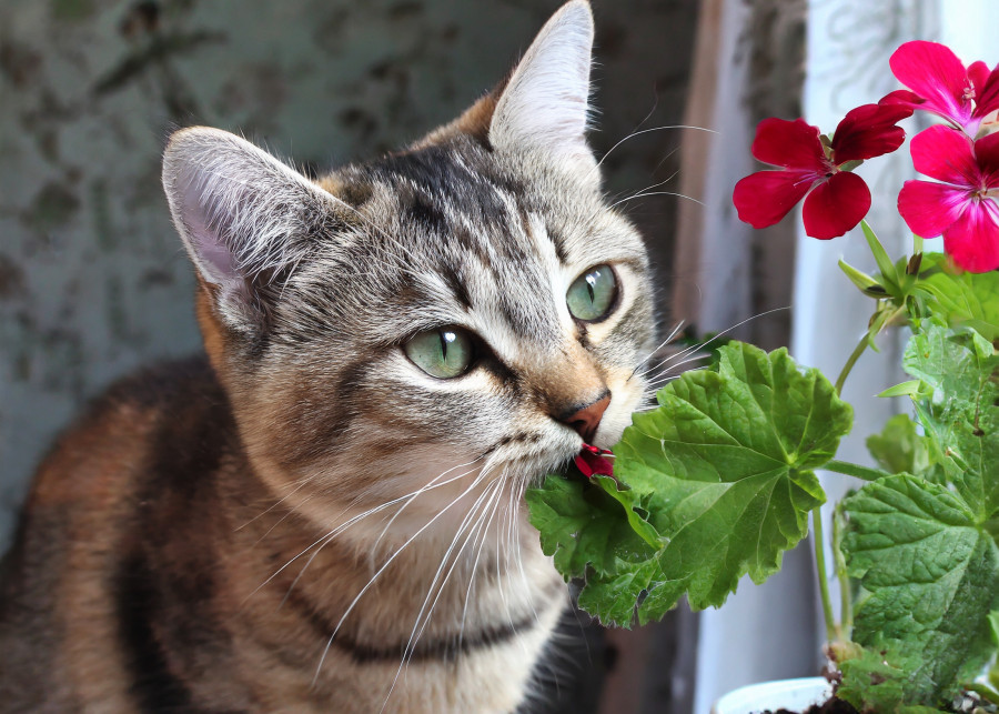 Pelargonia może być trująca dla kotów. Uważaj, aby zwierzę nie zjadło kwiatów lub liści