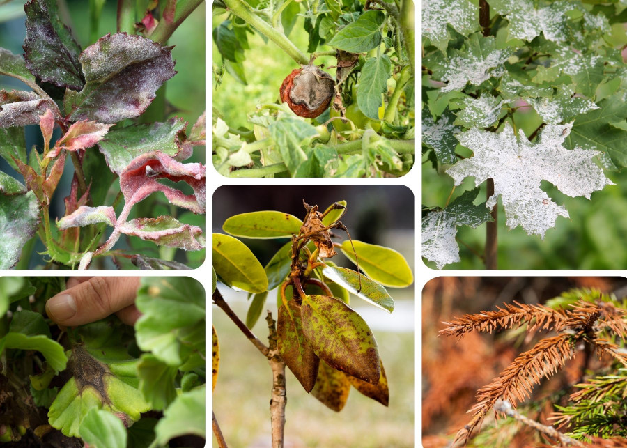 5 chorób najczęstszych chorób roślin ogrodowych i sposoby ich zwalczania 