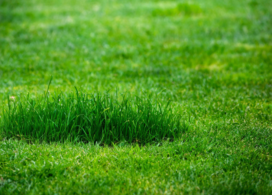 Ciemno zielone placki na trawniku to efekt przenawożenie lub zastosowania szybkorosnących traw