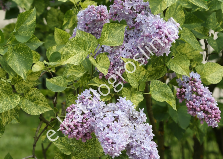 lilak pospolity Syringa vulgaris Aucubaefolia© - krzew ozdobny z liści i fioletowych, pachnących kwiatów - w ogrodzie