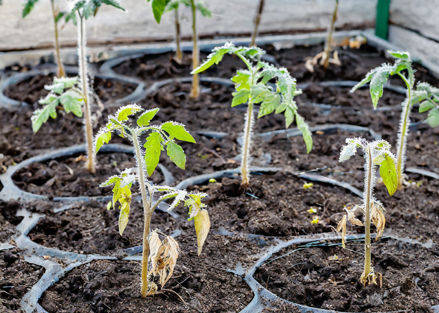Zbyt wczesne sadzenie pomidorów do gruntu spowoduje ich uszkodzenie przez przymrozki
