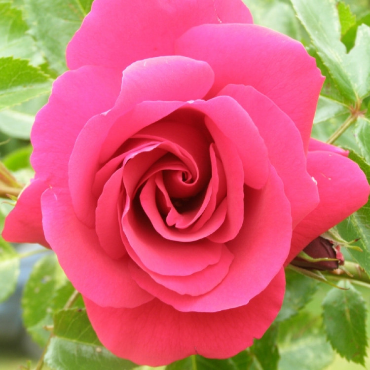 Róża ogrodowa - opis, wygląd, wymagania, uprawa i pielęgnacja