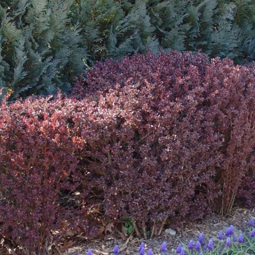 Berberys Thunberga 'Atropurpurea'