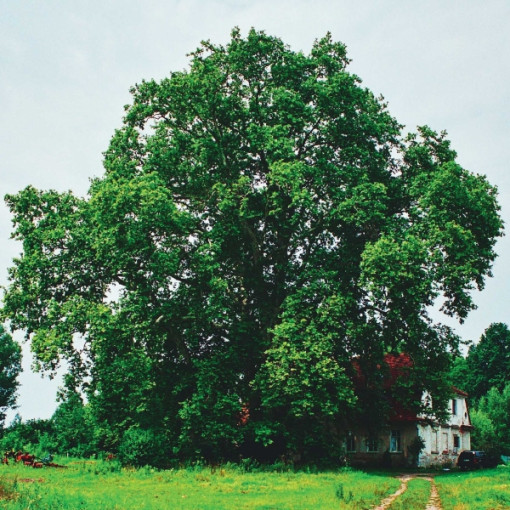 Platan klonolistny