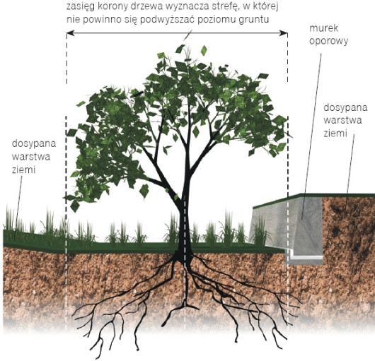 Nadsypywanie gruntu wokół drzewa
