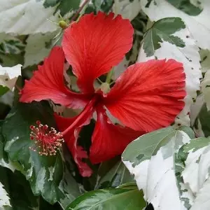 Kwiaty hibiskusa