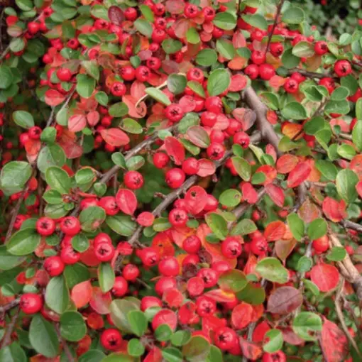 Irga szwedzka 'Coral Beauty'