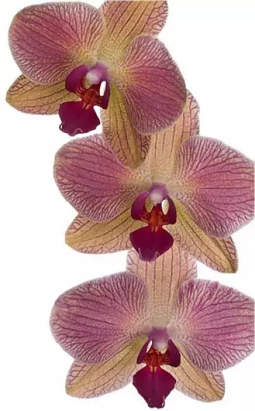 Storczyk falenopsis