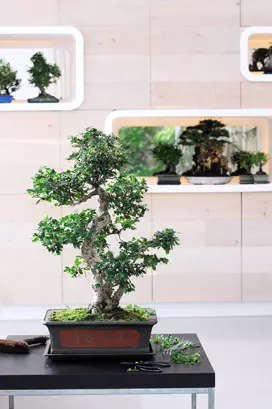 Drzewko bonsai