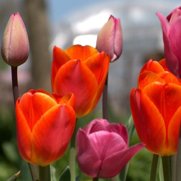 tulipany