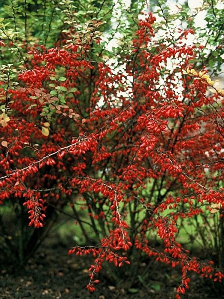 Berberys Thunberga, fot. Plant Publicity Holland