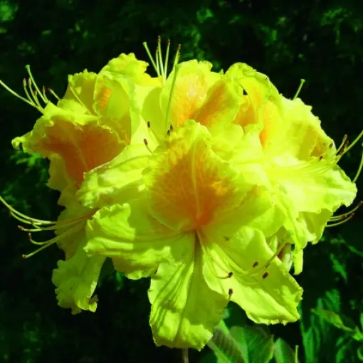 Azalia