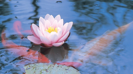 Woda w ogrodzie: poradnik zakładania oczka wodnego