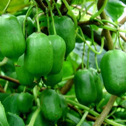 Aktinidia