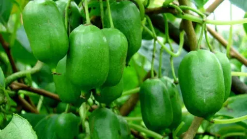 Aktinidia