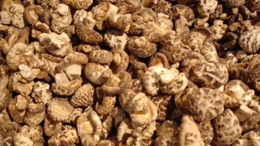 Boczniaki i shiitake | Grzyby z domowej uprawy