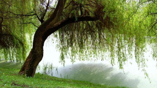 Ogród Botaniczny UMCS w Lublinie