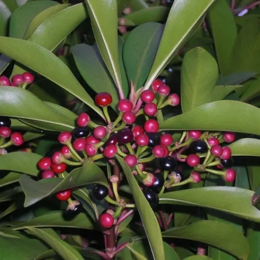 Ardizja karbowana