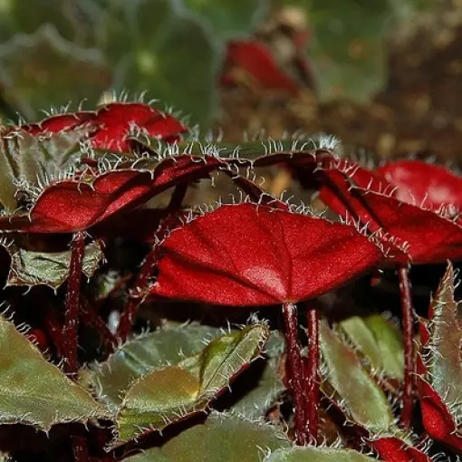 Begonia Bowera