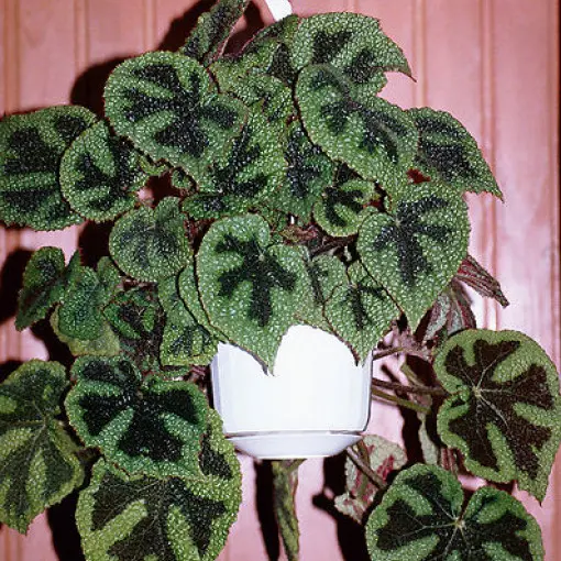 Begonia Masona