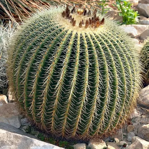 Echinokaktus Grusona