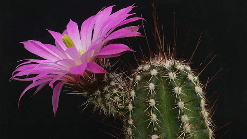 Echinocereus, fot. Dav Hir, Miwasatosh