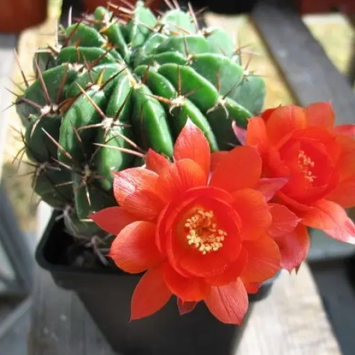 Echinopsis
