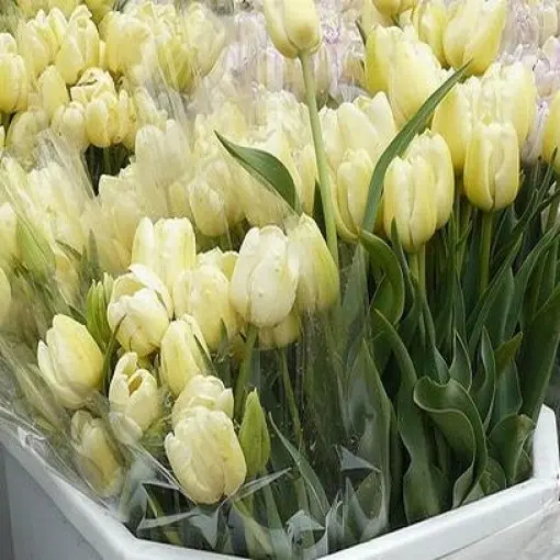 Tulipan 'Maria Kaczyńska'