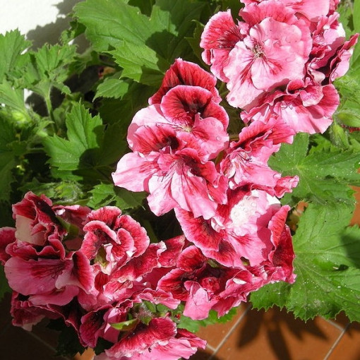 Pelargonia wielkokwiatowa