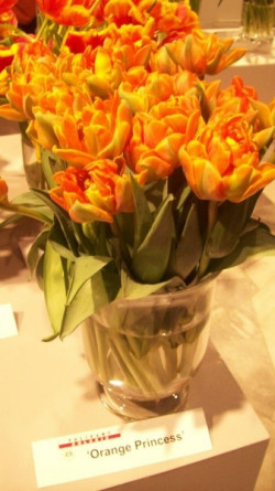 Tulipany Orange Princess