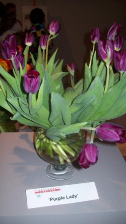 Tulipany Purple Lady