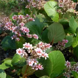 Bergenia sercolistna (fot. Janet Burgess, SXC)