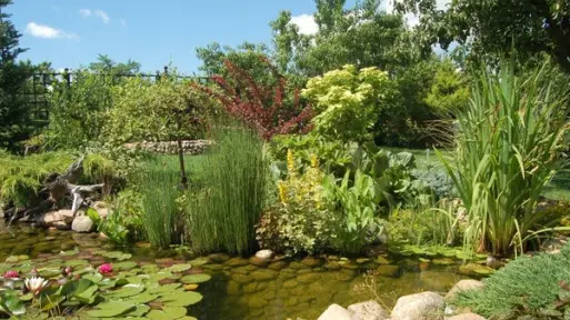 Dlaczego warto mieć oczko wodne? 10 powodów