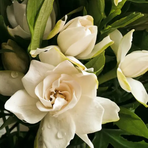 Gardenia jaśminowata