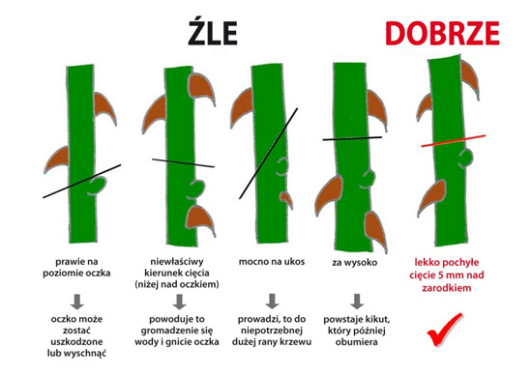 Cięcie róż (fot. Substral)