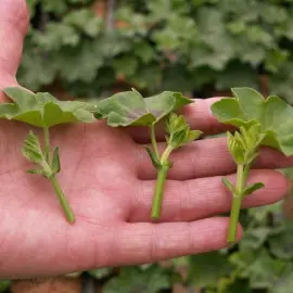 Sadzonki pelargonii