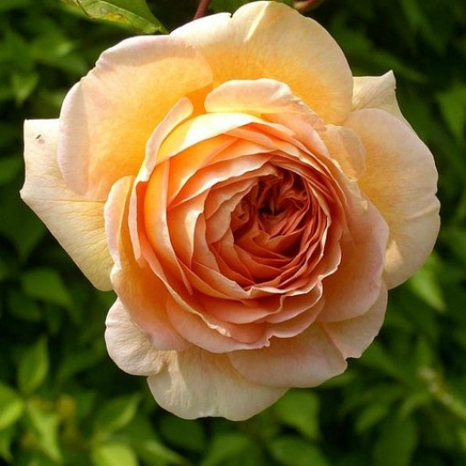 Róża 'Abraham Darby'