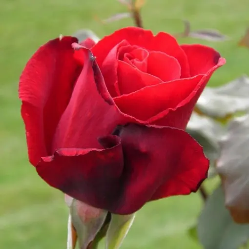 Róża 'Ingrid Bergman'