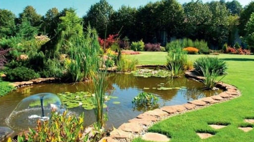 25 roślin do obsadzenia oczka wodnego | Lista gatunków