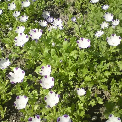 Nemofila plamista