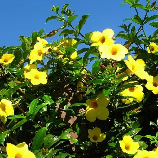 Allamanda przeczyszczająca / Allamanda pnąca