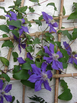 Clematis (fot. AgataM)